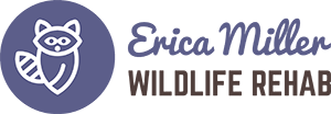 Erica Miller Wildlife Rehab