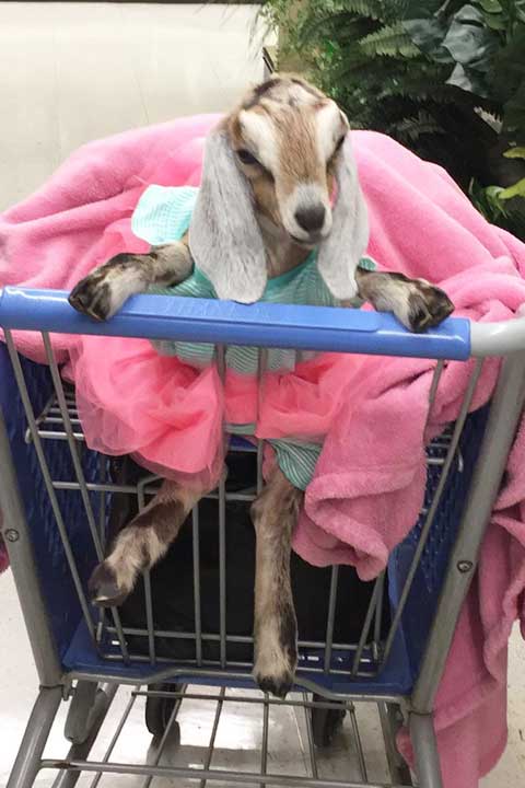 Erica-Miller-Wildlife-Rescue-Main-Carousel-23