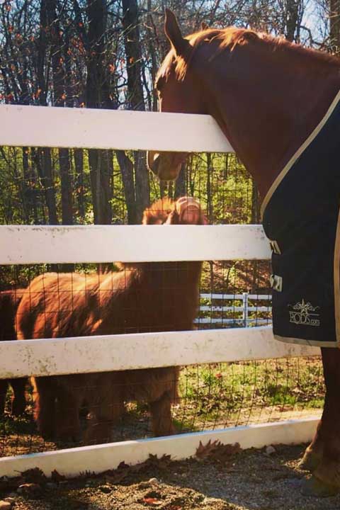 Erica-Miller-Wildlife-Rescue-Main-Carousel-32