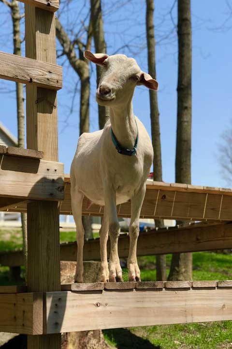 Erica-Miller-Wildlife-Rescue-Main-Carousel-6