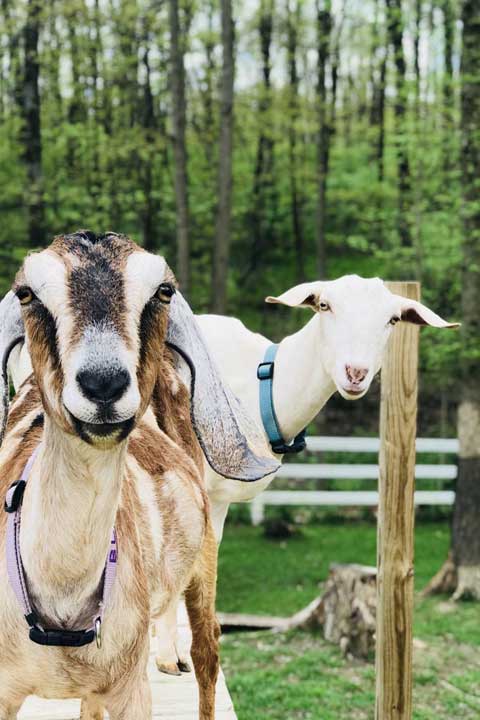 Erica-Miller-Wildlife-Rescue-Main-Carousel-7